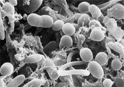 Bacteria!!!!