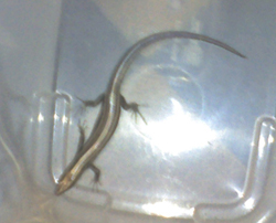 Bryce Hudson :: Lizard in my studio.